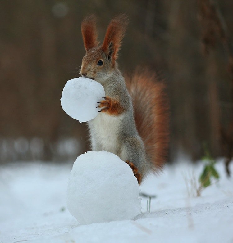 squirrel-balls