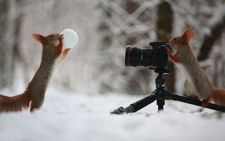 squirrel-camera