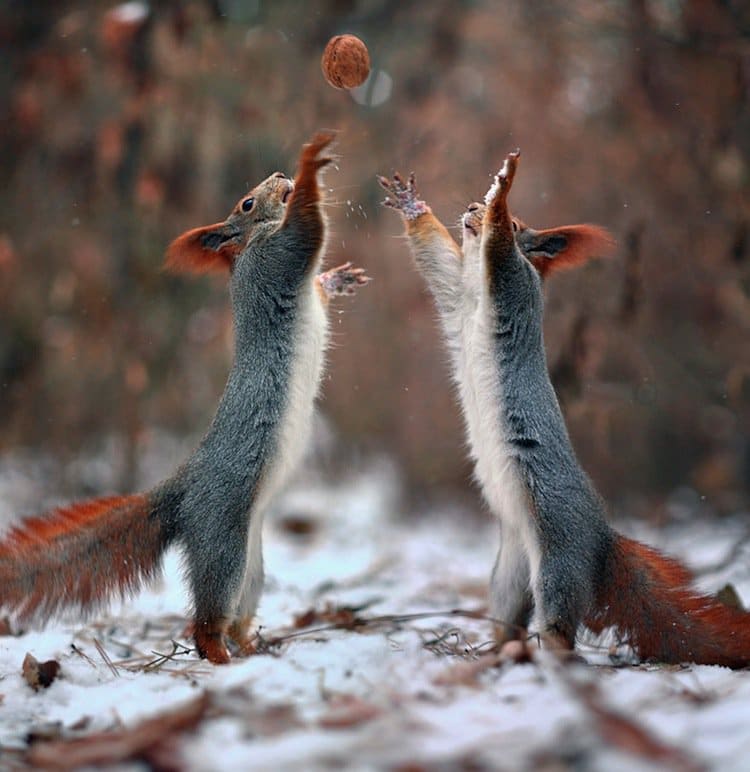 squirrel-catch-two