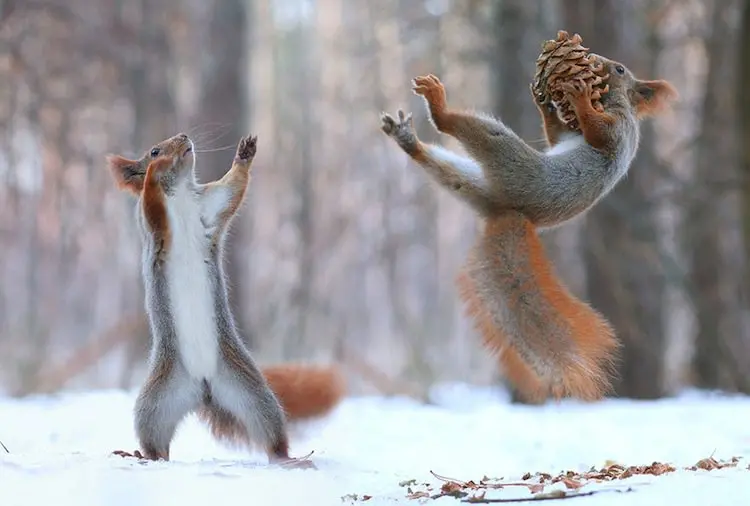 squirrel-catch