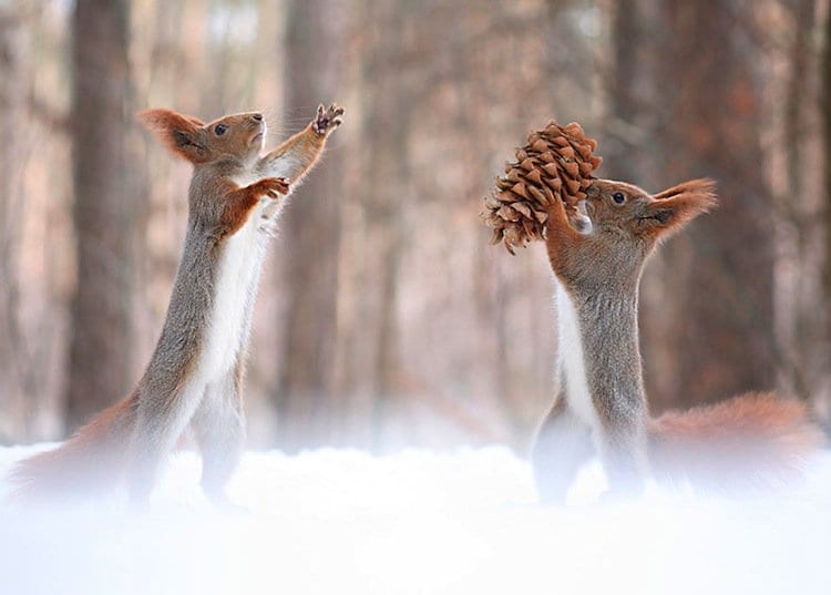 squirrel-cone