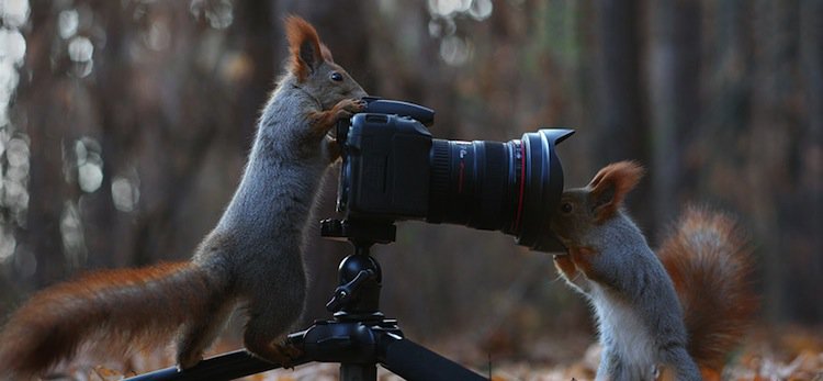 squirrel-lens