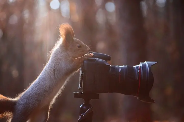 squirrel-photographer