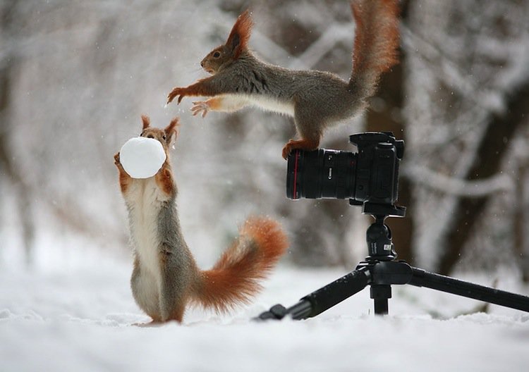 squirrel-snow