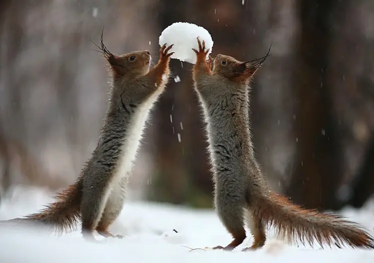squirrel-snowball