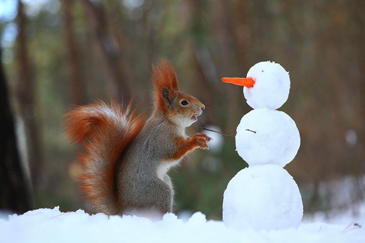 squirrel-snowman