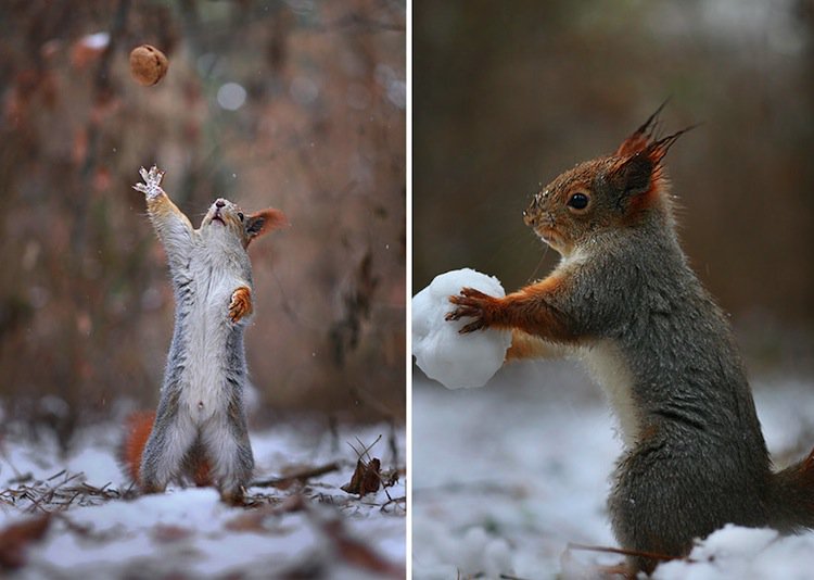 squirrel-throw