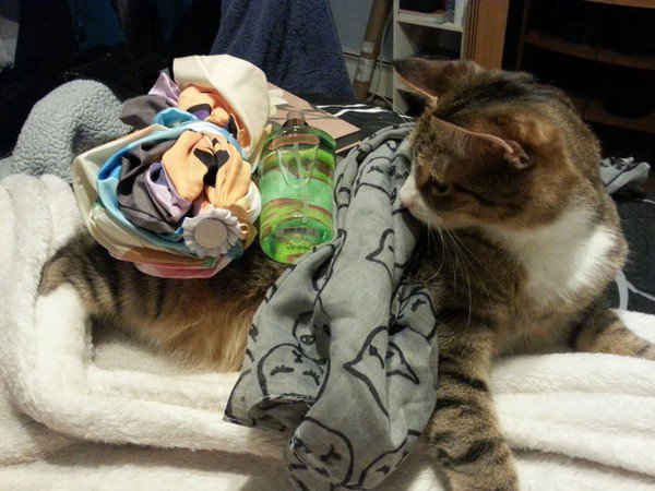 stuff on cat