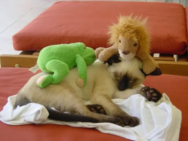 stuffed animals cuddling cat