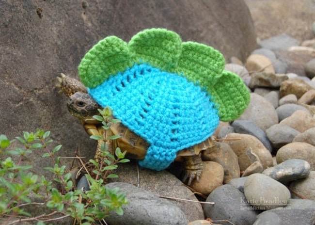 sweater tortoise blue green