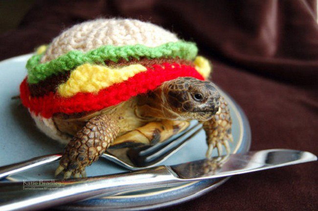 sweater tortoise burger