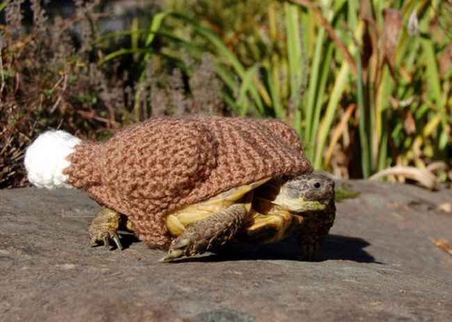sweater tortoise cooked turkey