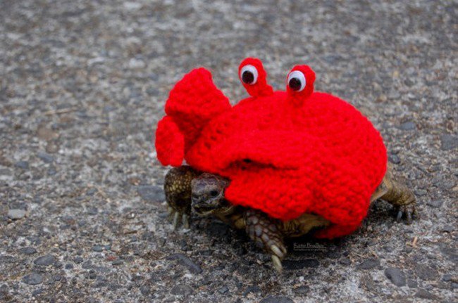 sweater tortoise crab
