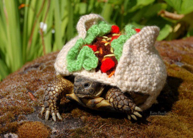 sweater tortoise food