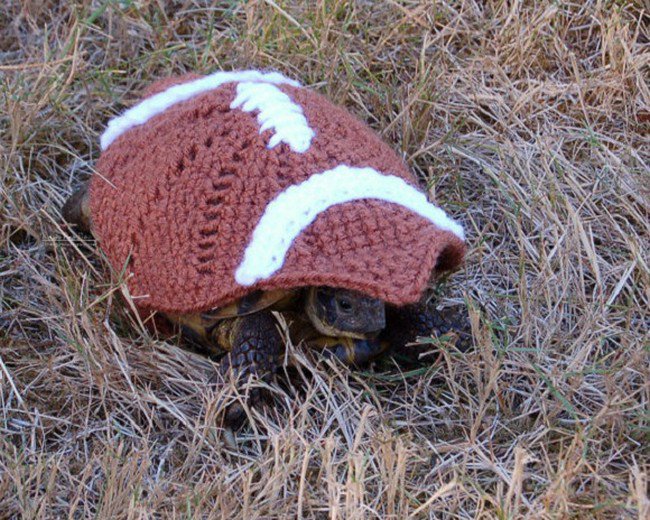 sweater tortoise football