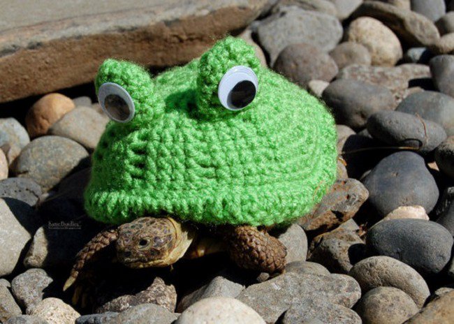 sweater tortoise frog