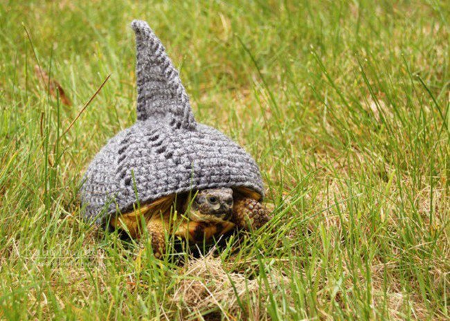sweater tortoise gray