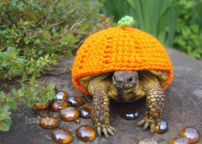 sweater tortoise pumpkin