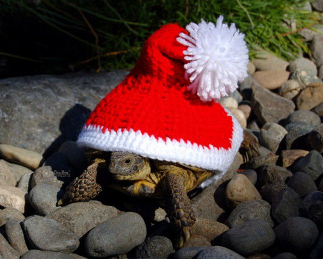 sweater tortoise santa