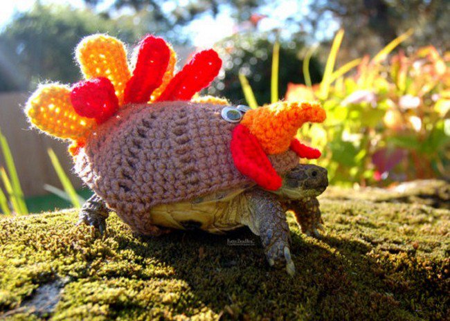 sweater tortoise turkey