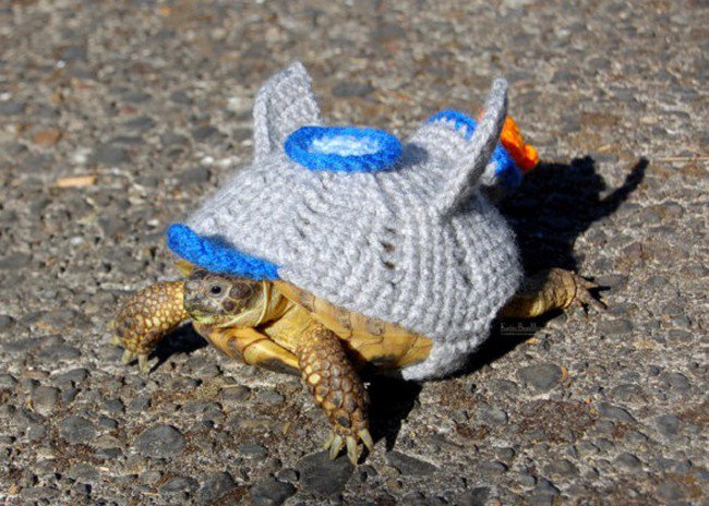 sweater tortoise