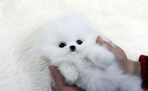 teacup pomeranian