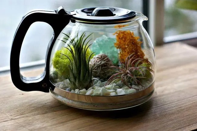 terrarium-coffee-pot-planted