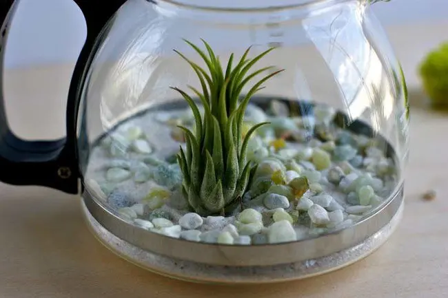 terrarium-coffee-pot-working