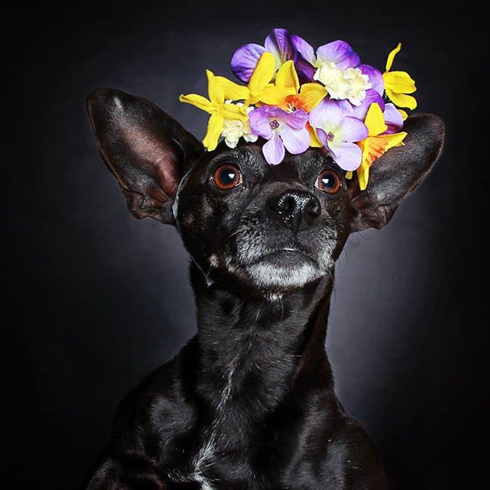 thomas dog with flowers