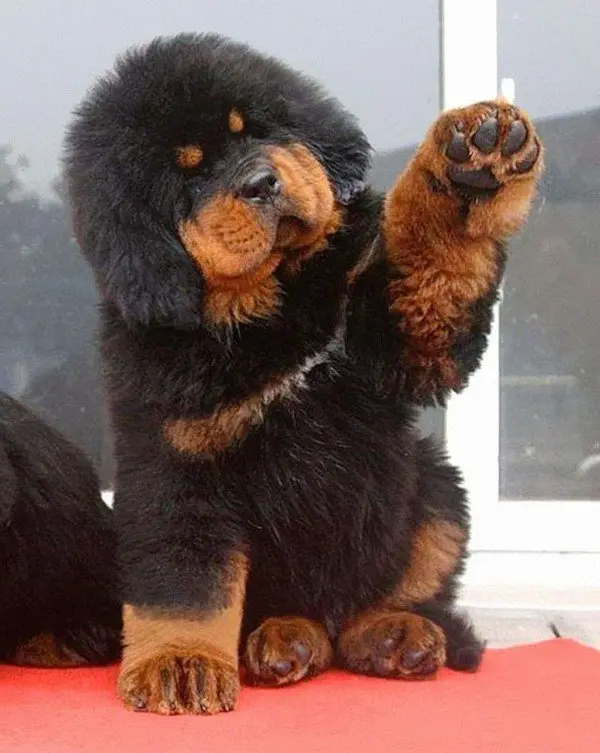 tibetan mastiff