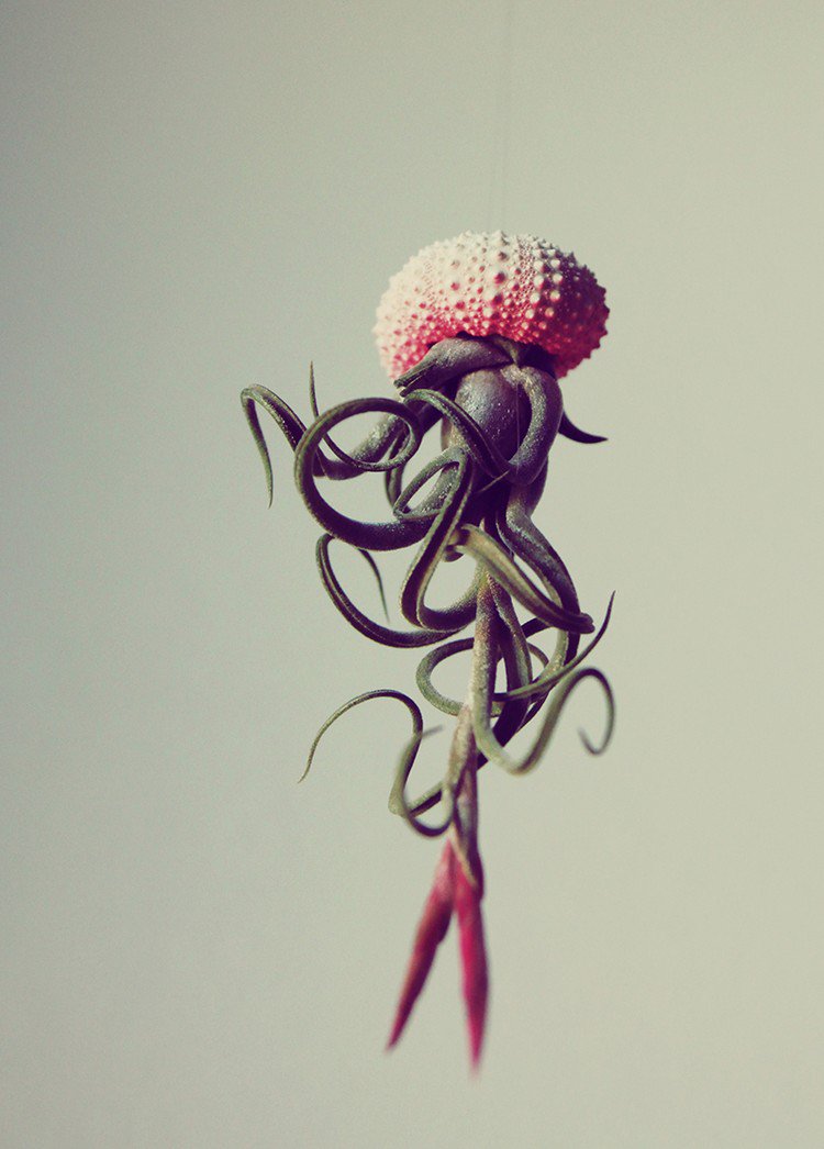 twisted air plant jellyfish