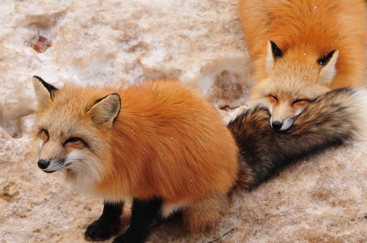 two foxes