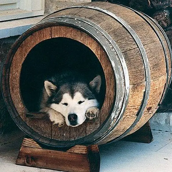 whiskey barrel dog bed