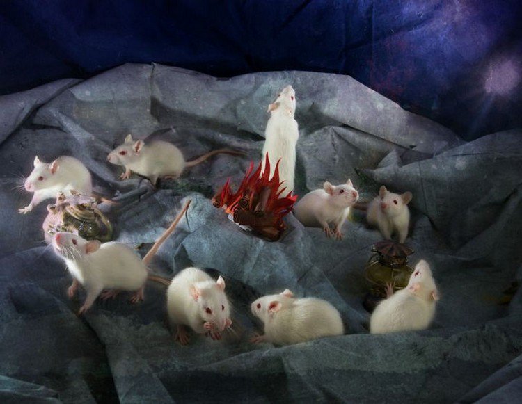 white rats