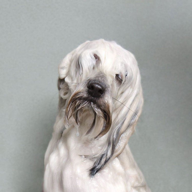 white wet dog moustache