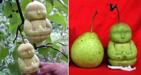 buddhas pears