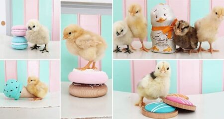 easter Baby Chicks