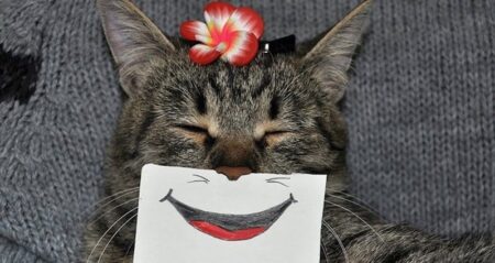 cat funny-paper mouth smile