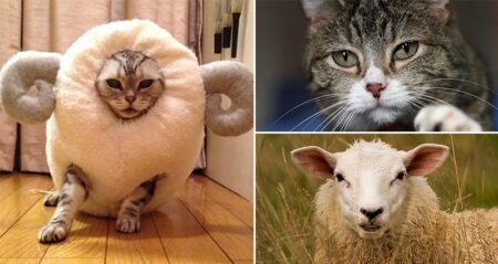 Cat Sheep costume