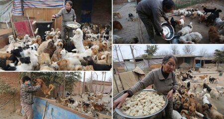 Chinese Woman Feed Stray Dogs