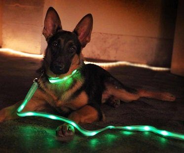 LED dog leash and collar