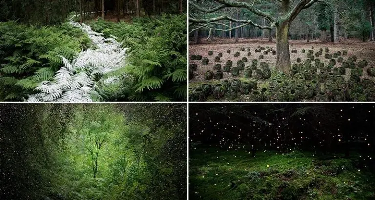 Mystical Forest Artworks