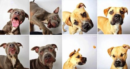 Photobooth Snaps Shelter Dogs