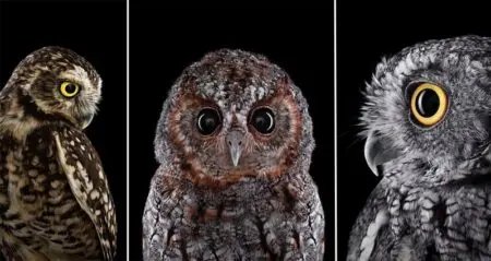 beautiful Owls