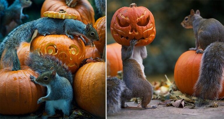 Pumpkin-Stealing Squirrel