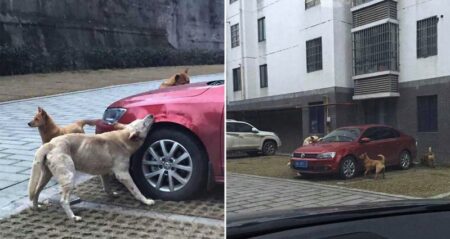 stray dog revenge on car china