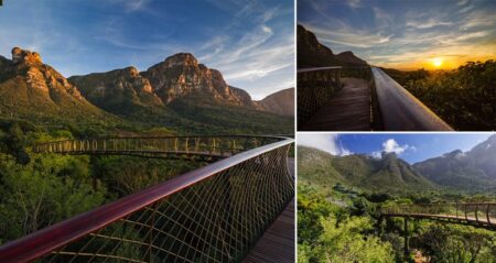 canopy walkway above trees cape town