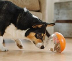 Wobble Ball Dog Toy