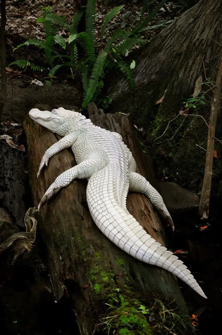 albino-alligator