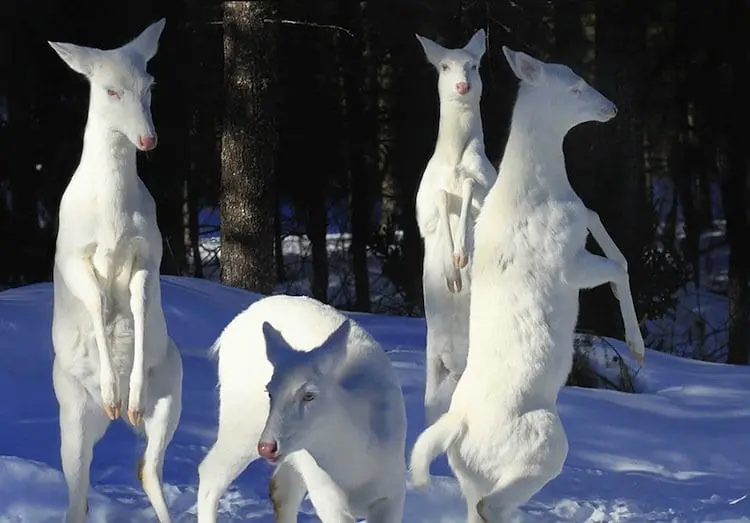 albino-deer